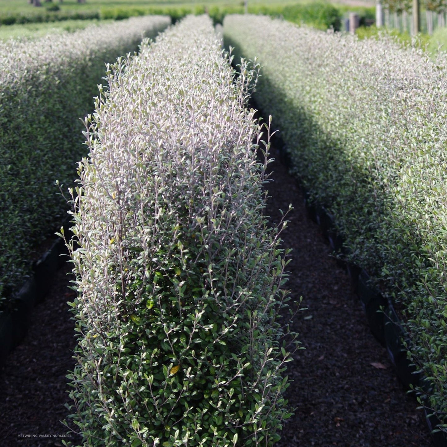 Corokia Frosted Chocolate