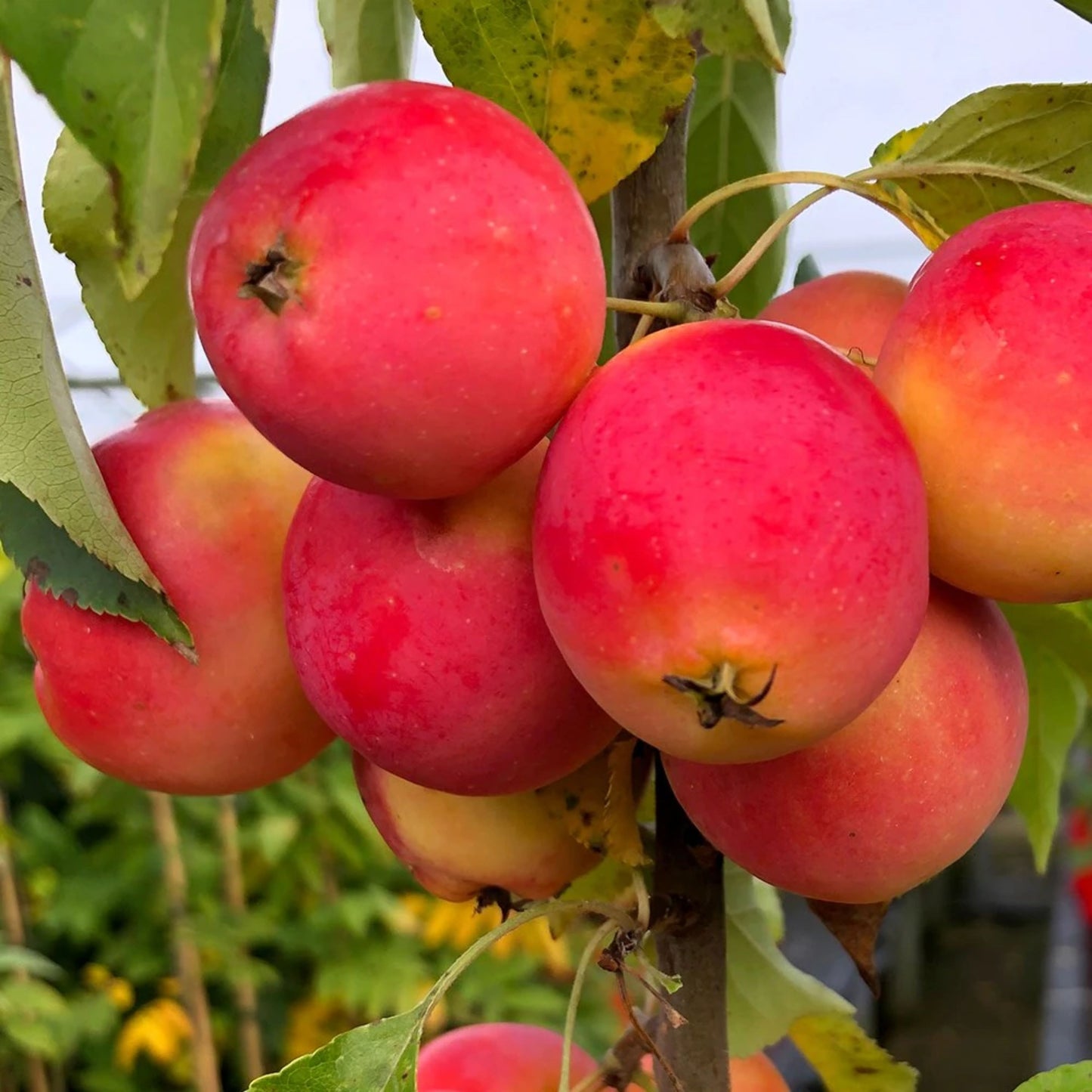 Crab Apple Jelly King