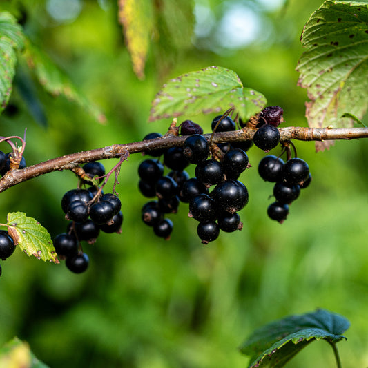 Currant Black Magnus