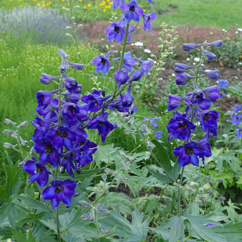 Delphinimum Blue Butterfly