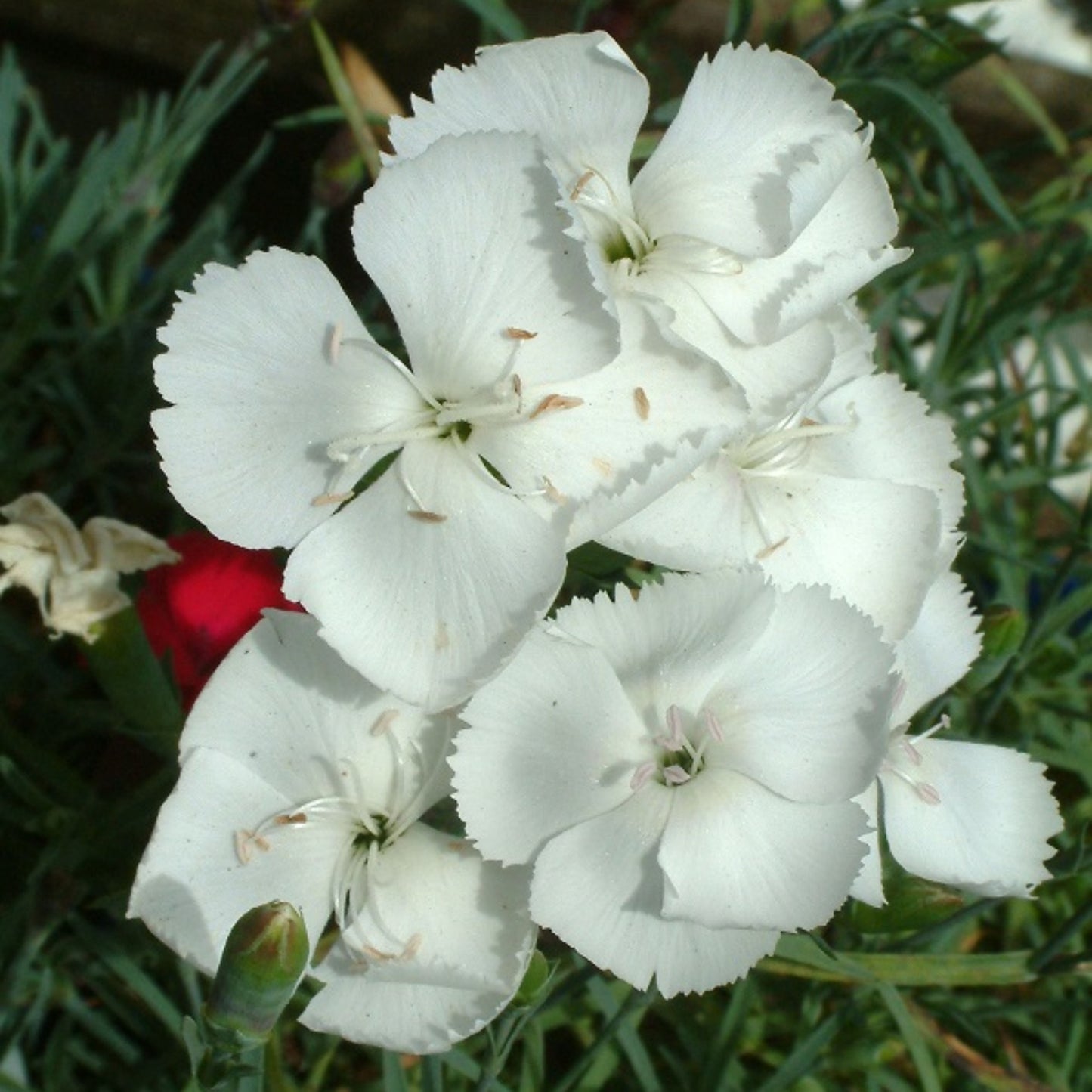 Dianthus Far North