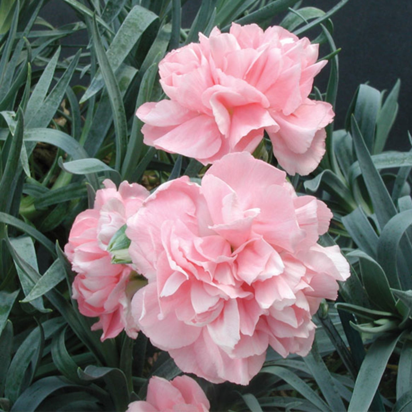 Dianthus Resolution