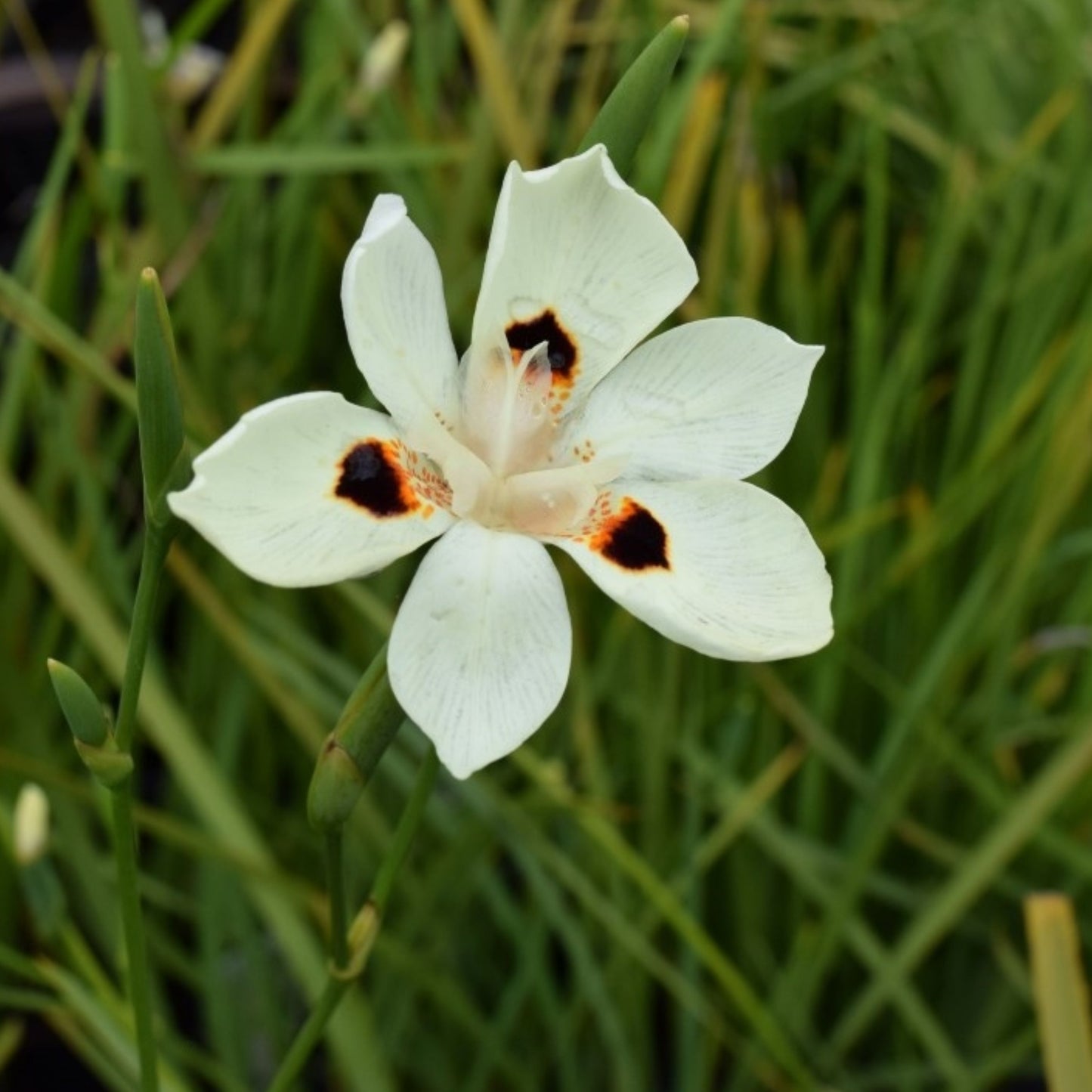 Dietes Bicolor