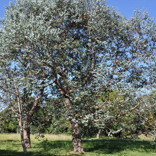 Eucalyptus Gunnii