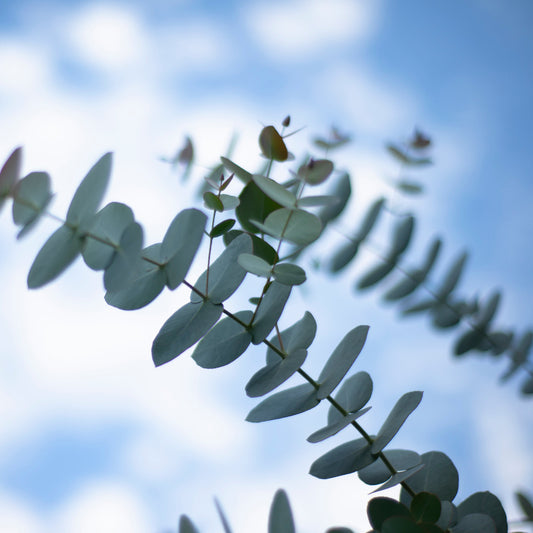 Eucalyptus Baby Blue
