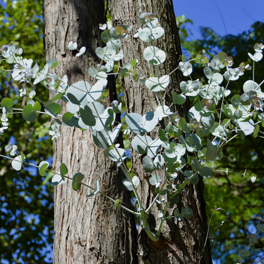 Eucalyptus Gunnii