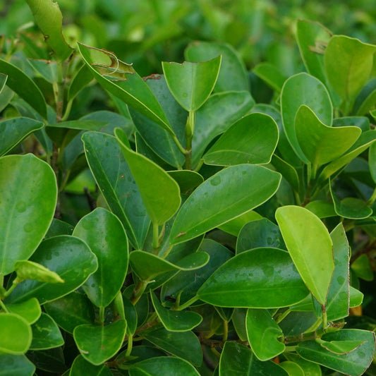 Euonymus Emerald Gem