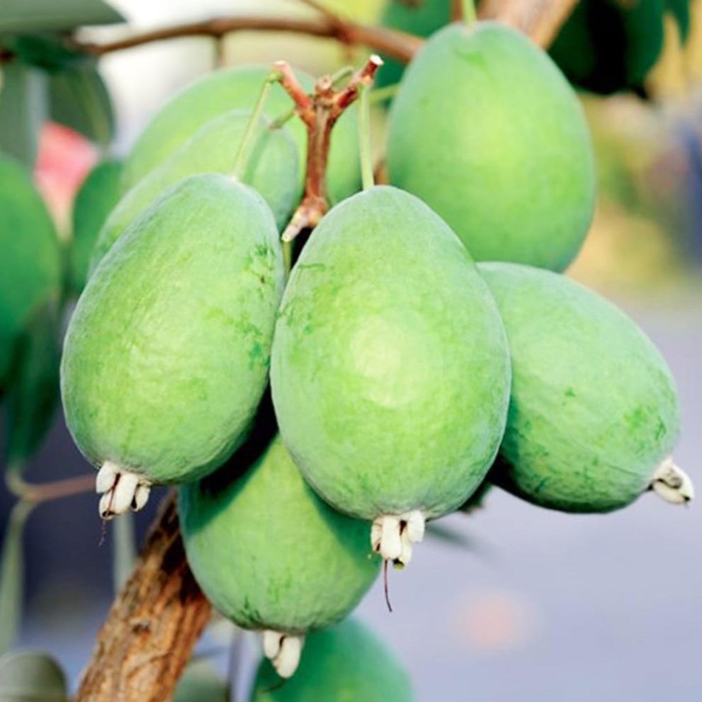 Feijoa Kaiteri