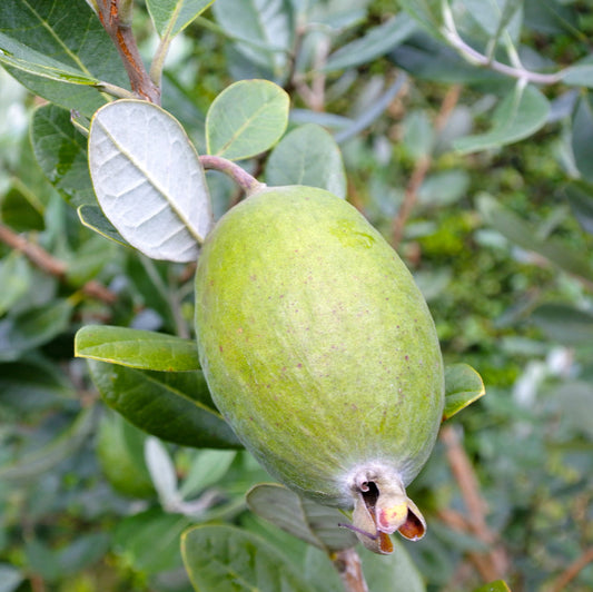 Feijoa Kakariki