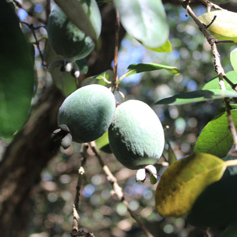 Feijoa Kaiteri