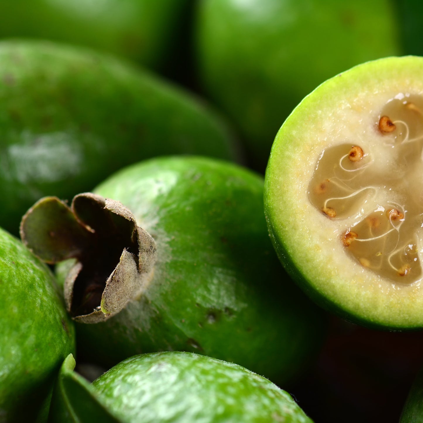 Feijoa Apollo