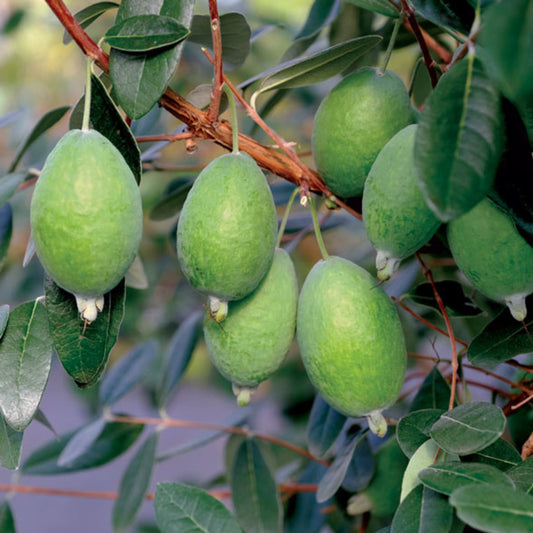 Feijoa Kakariki