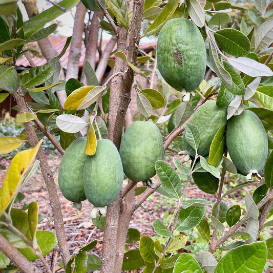 Feijoa Sellowiana