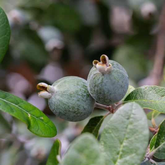 Feijoa Sellowiana