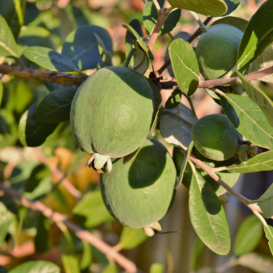 Feijoa Wiki Tu