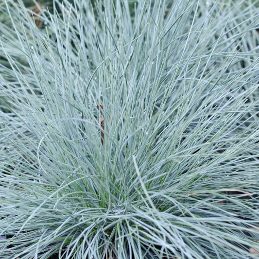 Festuca Coxii