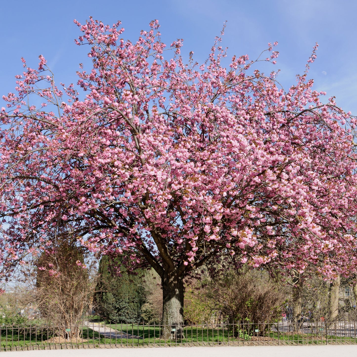 Flowering Cherry Shimidsu Sakura