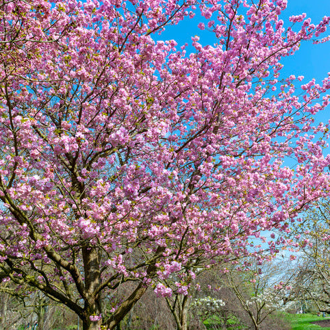 Flowering Cherry Shimidsu Sakura