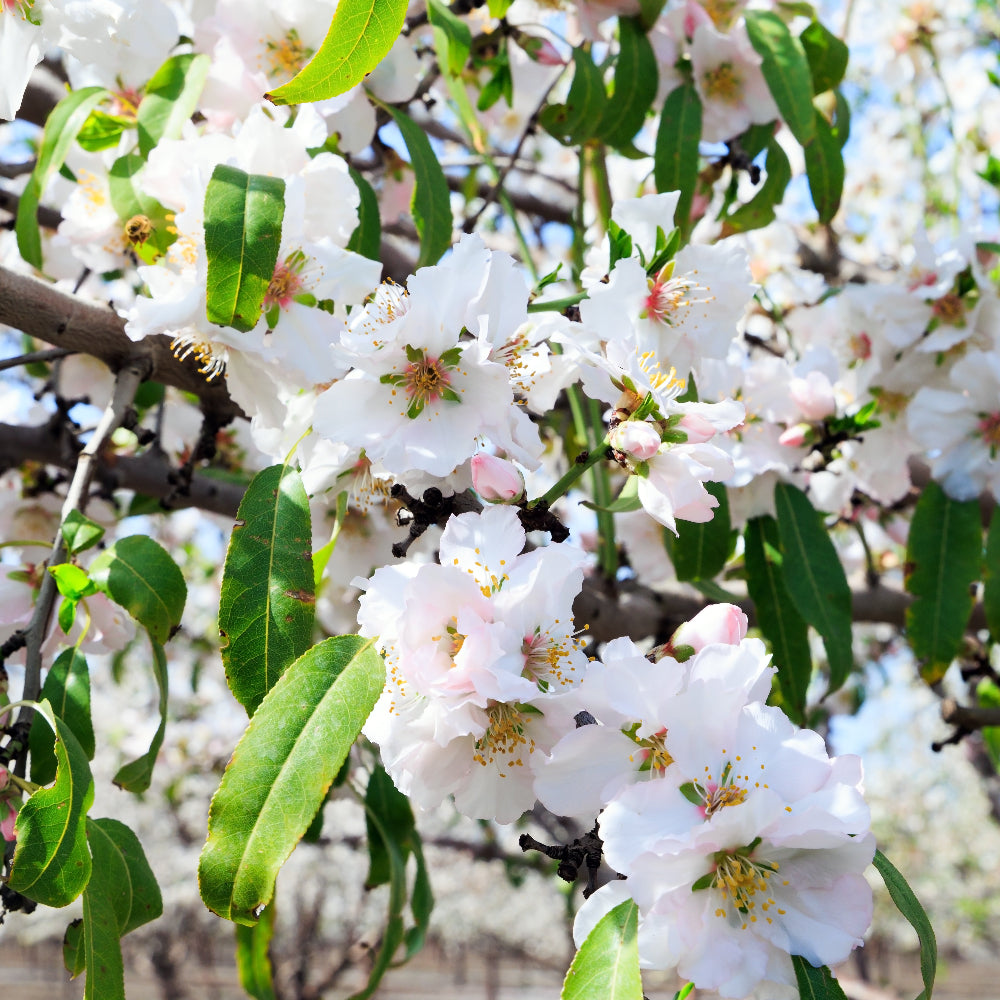 Flowering Cherry Shirotae Mt Fuijo