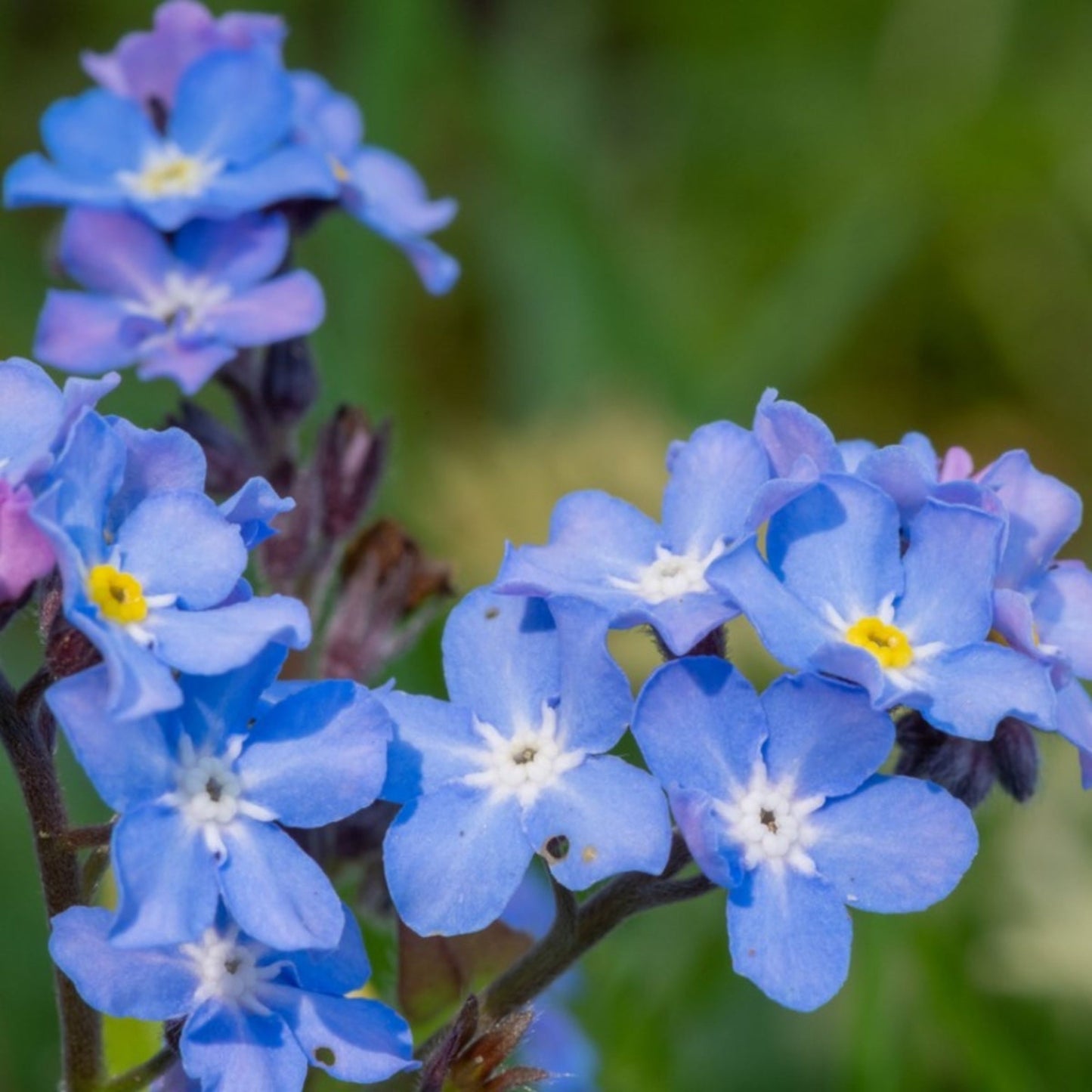 Chatham Island Forget Me Not Forget Me Not