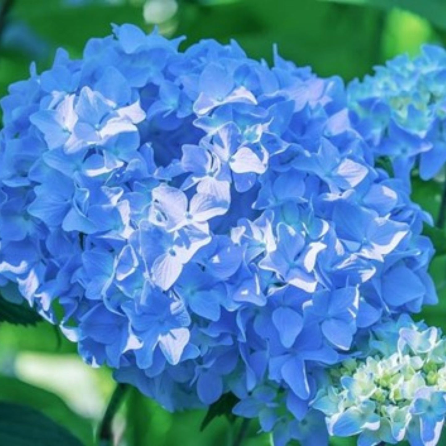 Hydrangea Garten Baudirektor Kuhnert