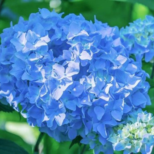 Hydrangea Garten Baudirektor Kuhnert