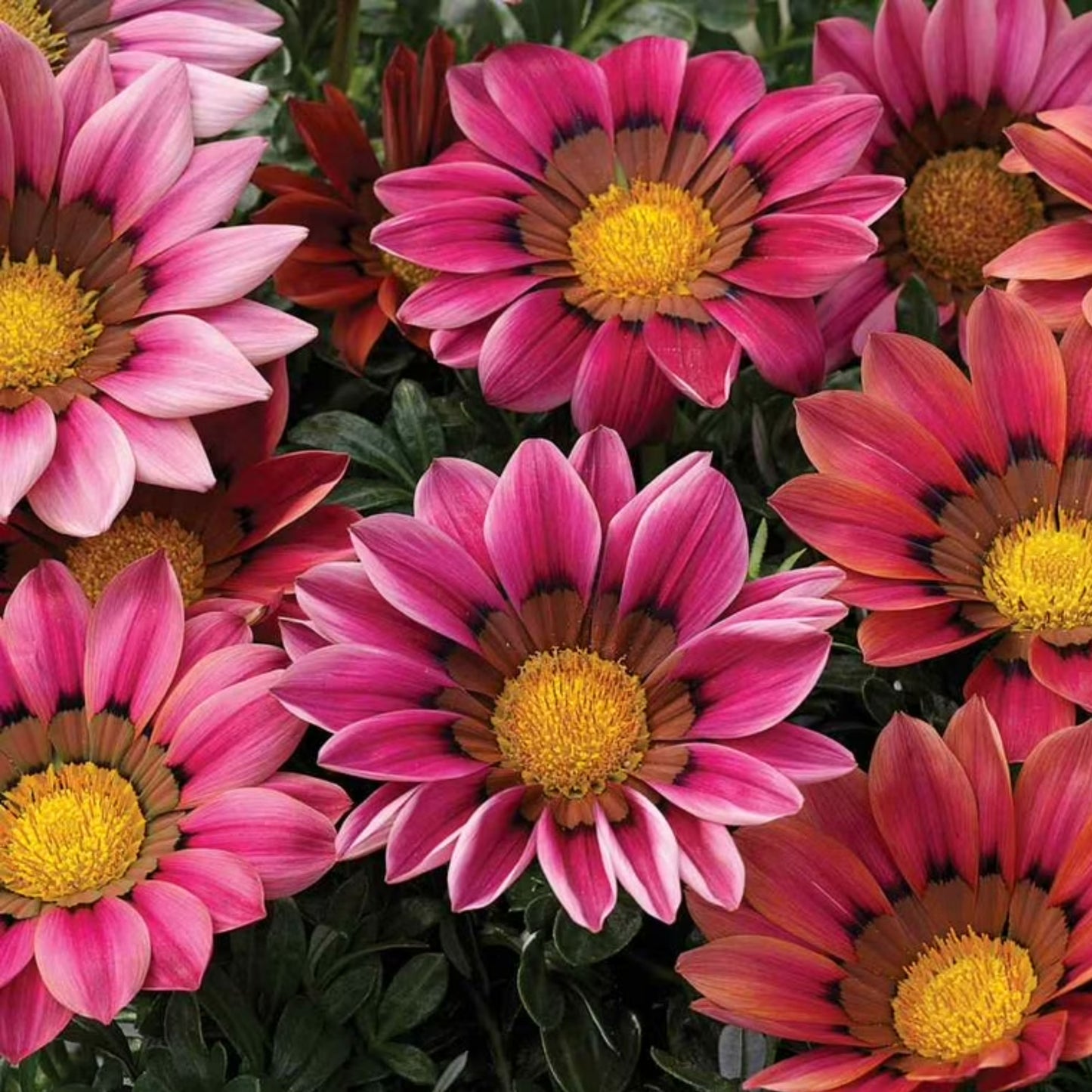 Gazania Kiss Rose