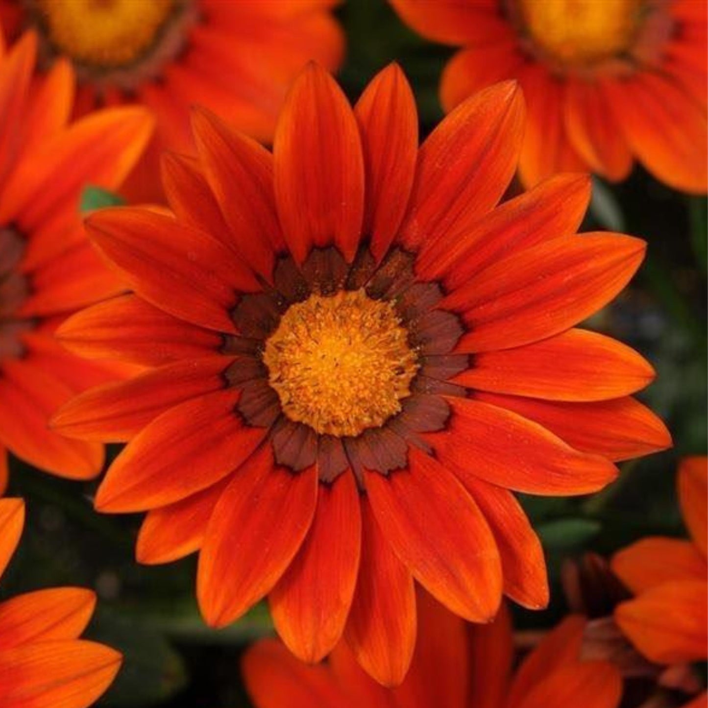 Gazania N.D. Bronze