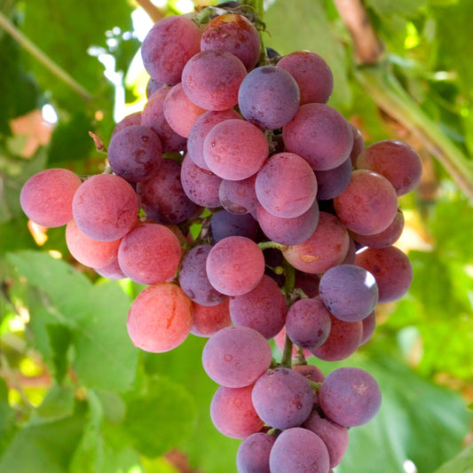 Grape Flame