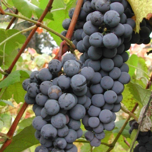 Grape Steuben