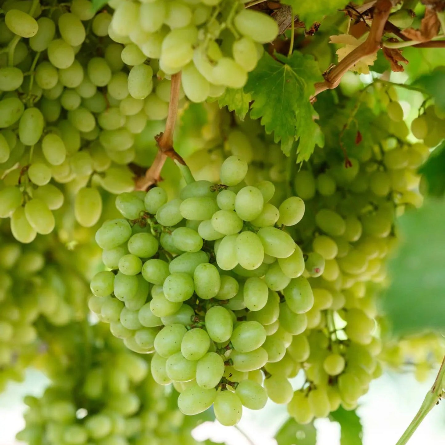 Grape Thomson