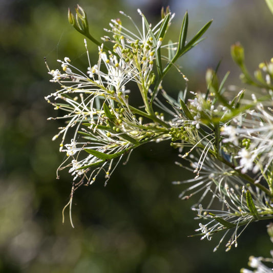 Grevillea White Wings