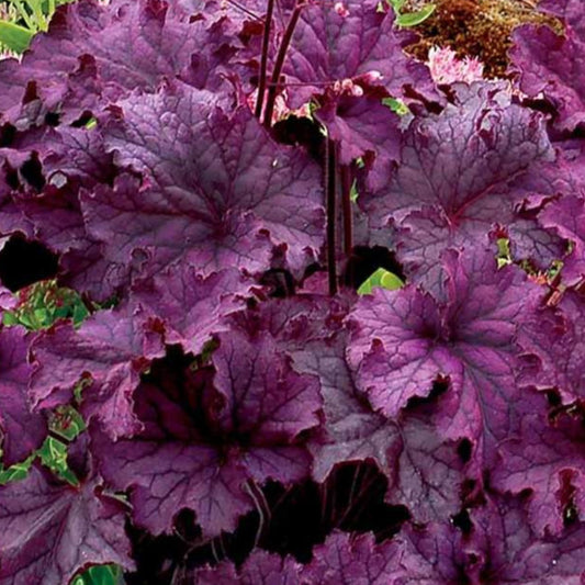 Heuchera Grande Amethyst