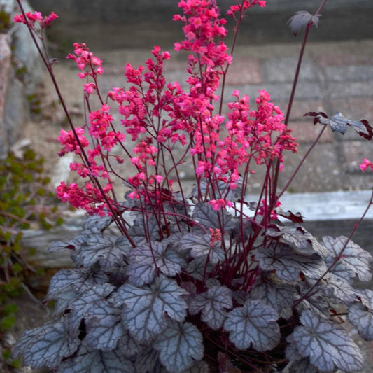 Heuchera Coral Bell