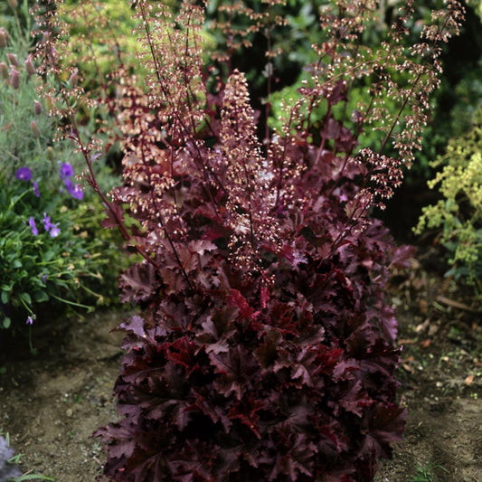 Heuchera Melting Fire