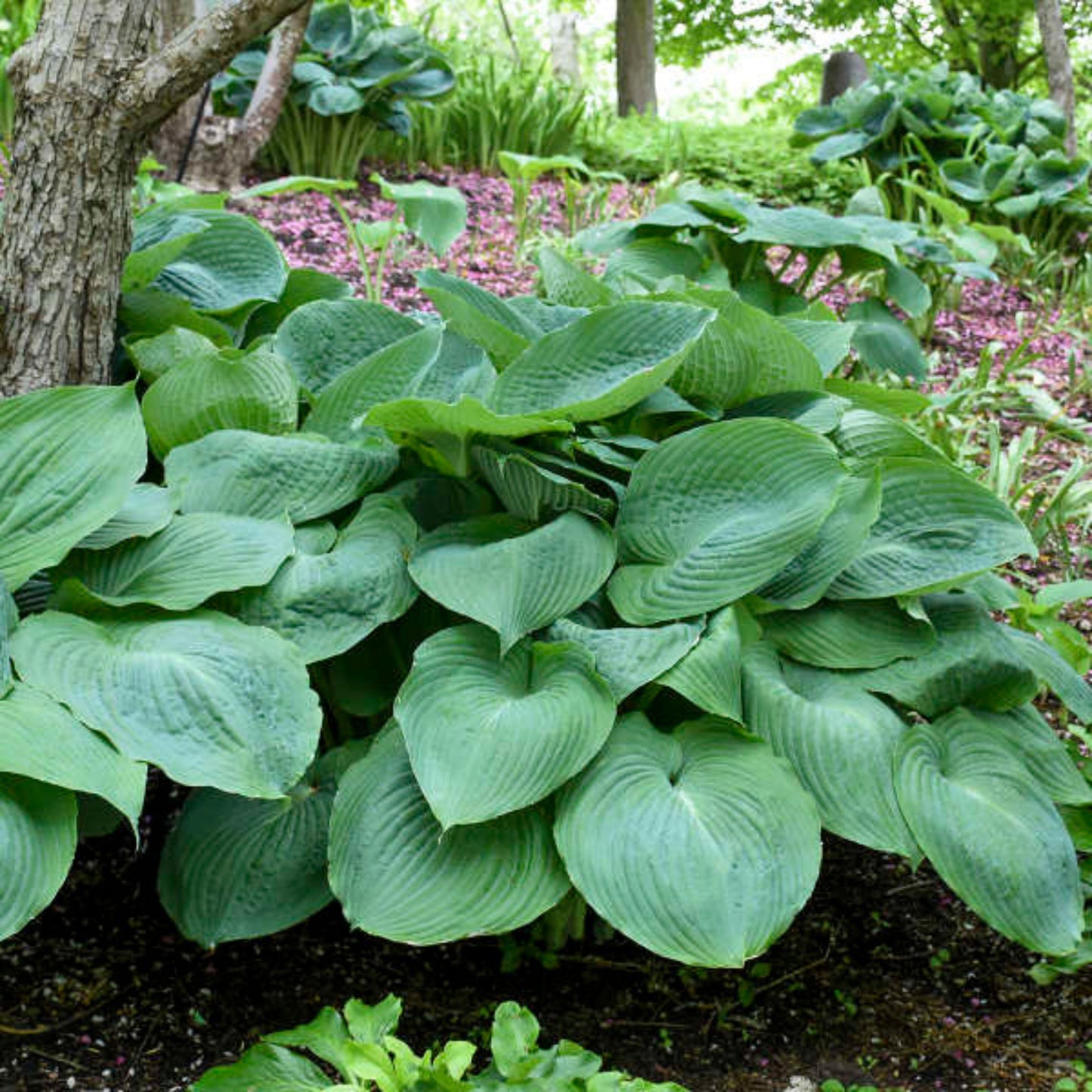 Hosta Big Daddy