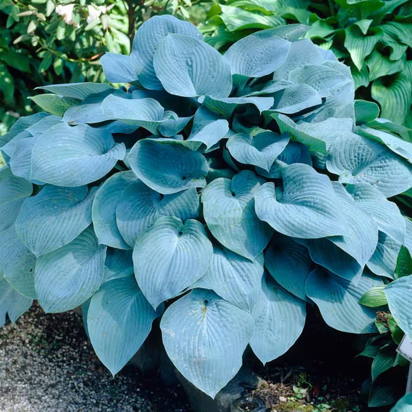 Hosta Fragrant Blue