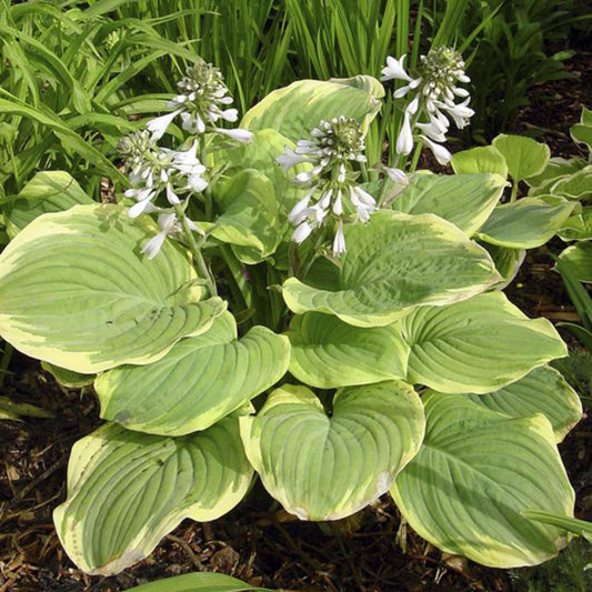 Hosta Fragrant Boutique