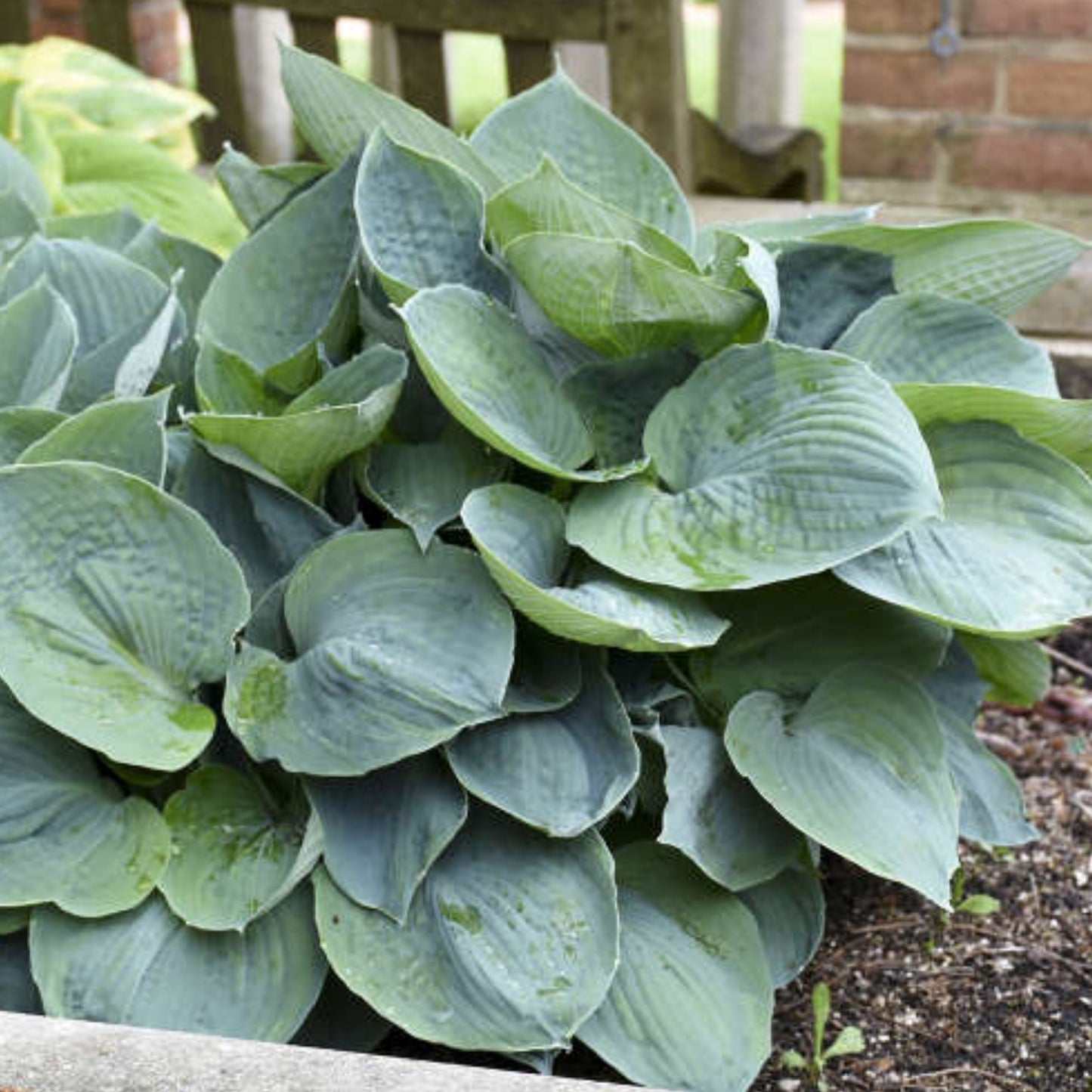 Hosta Hadspen Blue