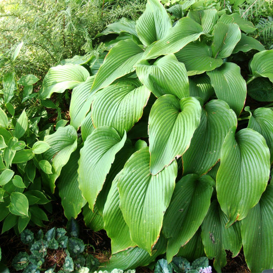 Hosta Jade Cascade