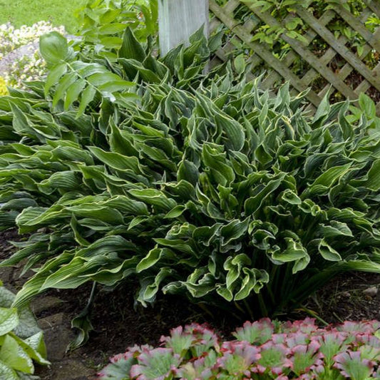 Hosta Praying Hands