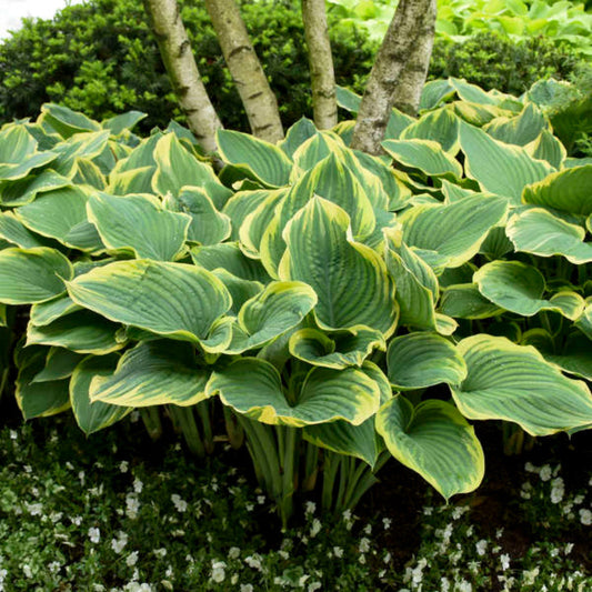 Hosta Sage