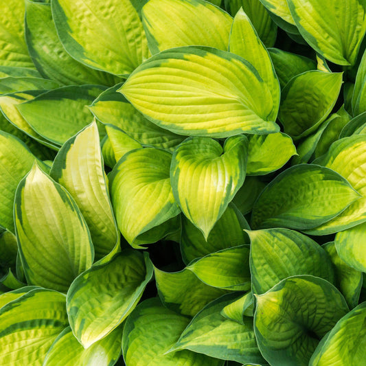 Hosta Stained Glass