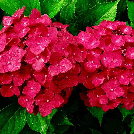 Hydrangea Paris Red