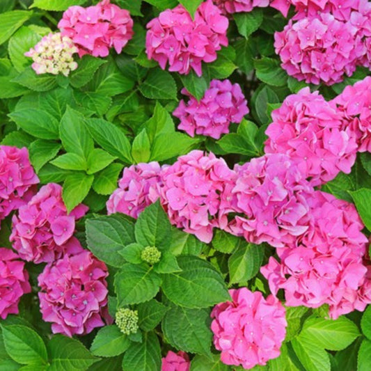 Hydrangea Alpen Glupen
