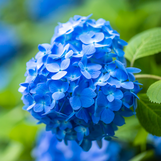 Hydrangea Mathilda Gutges