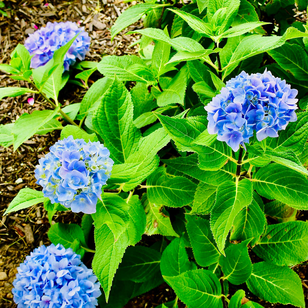 Hydrangea Altona