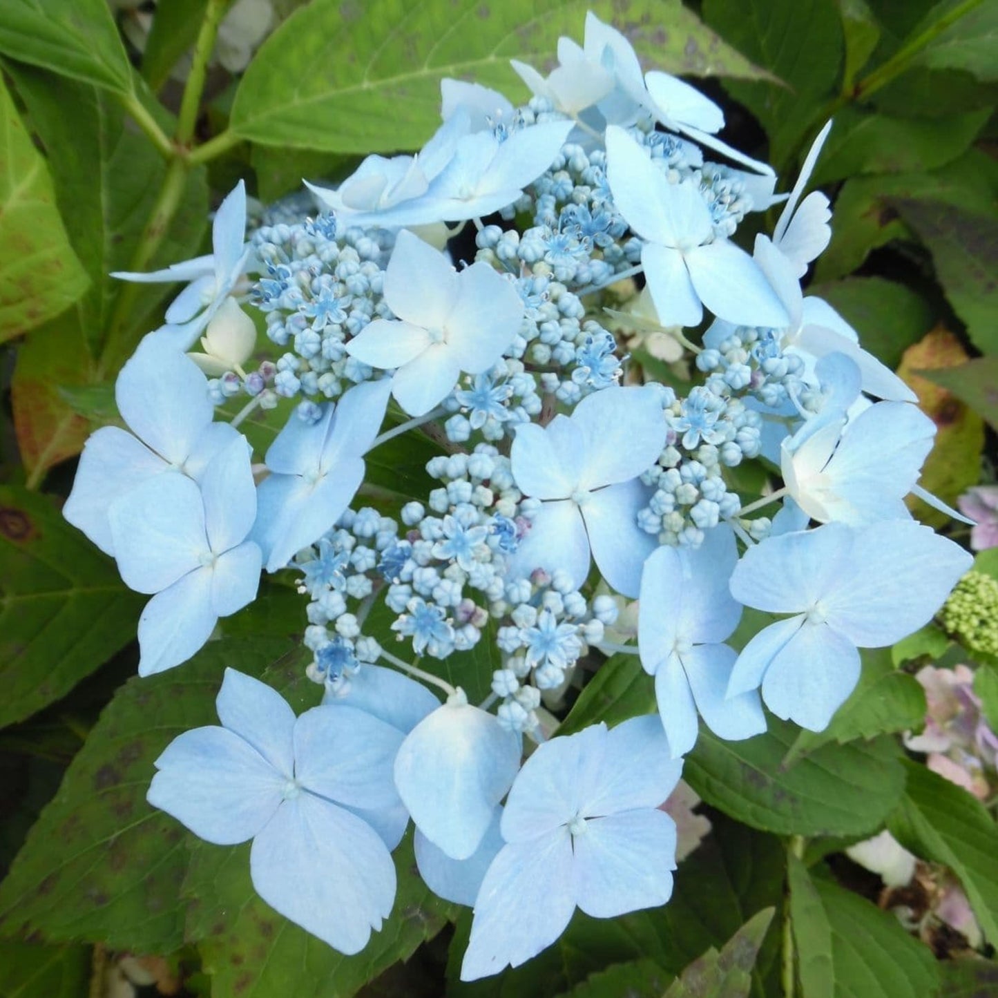 Hydrangea Blue Deckle