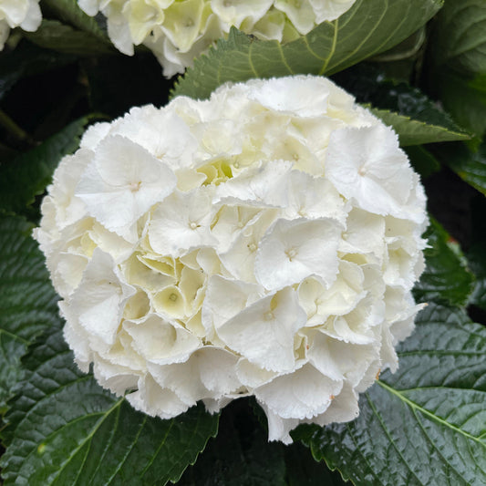 Hydrangea Bridal Bouquet
