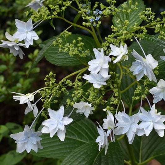 Hydrangea Fuji Waterfall